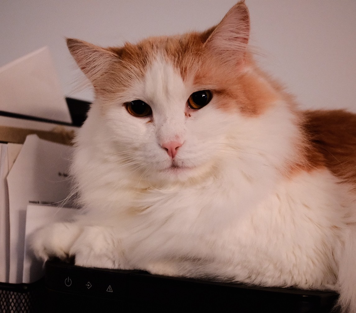 Navigation bar avatar